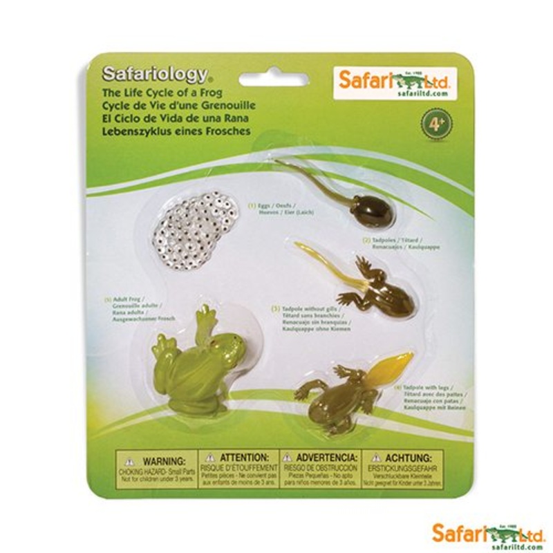 Safari Ltd Safariology Life Cycle Of A Frog