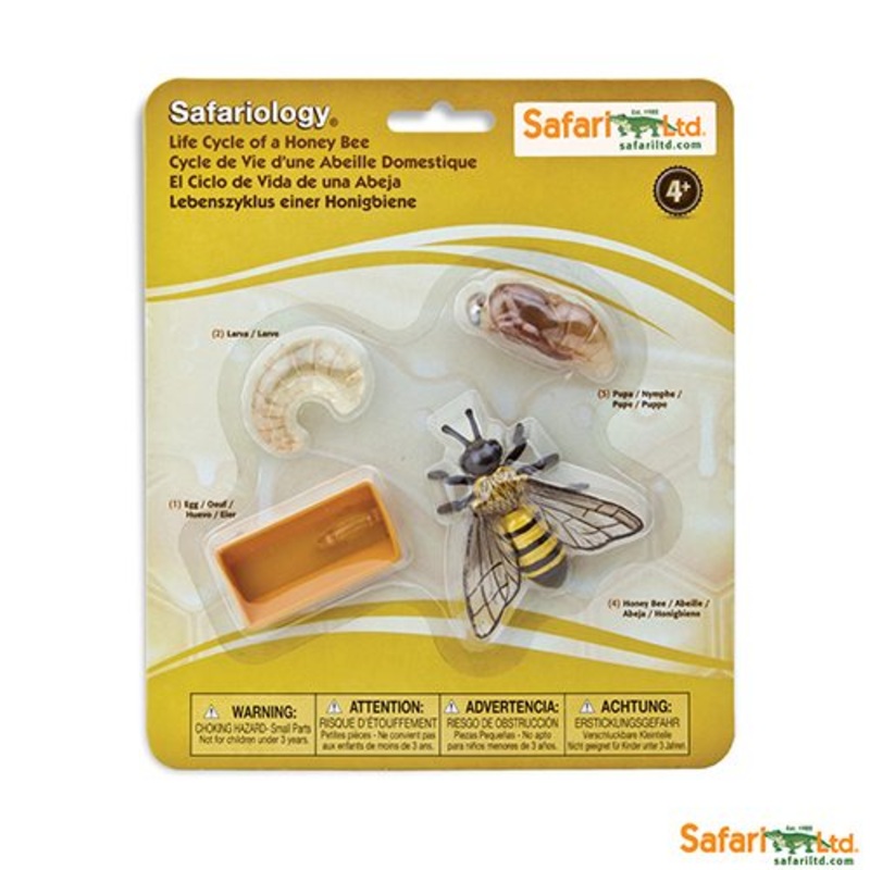 Safari Ltd Safariology Life Cycle Of A Honey Bee