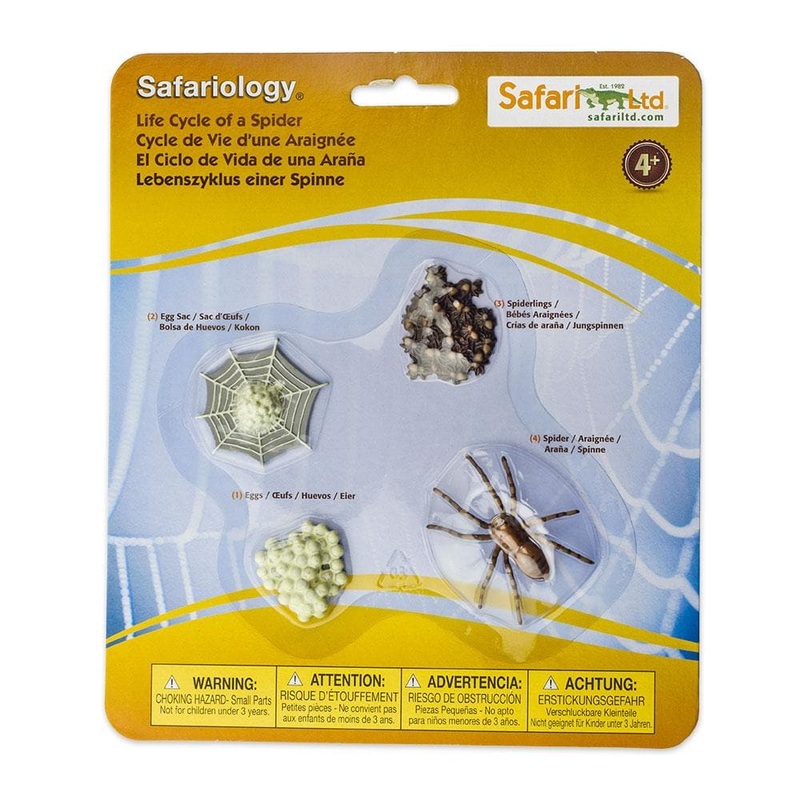Safari Ltd Safariology Life Cycle Of A Spider
