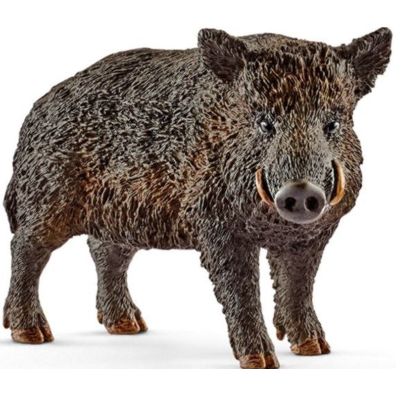 Wild Boar