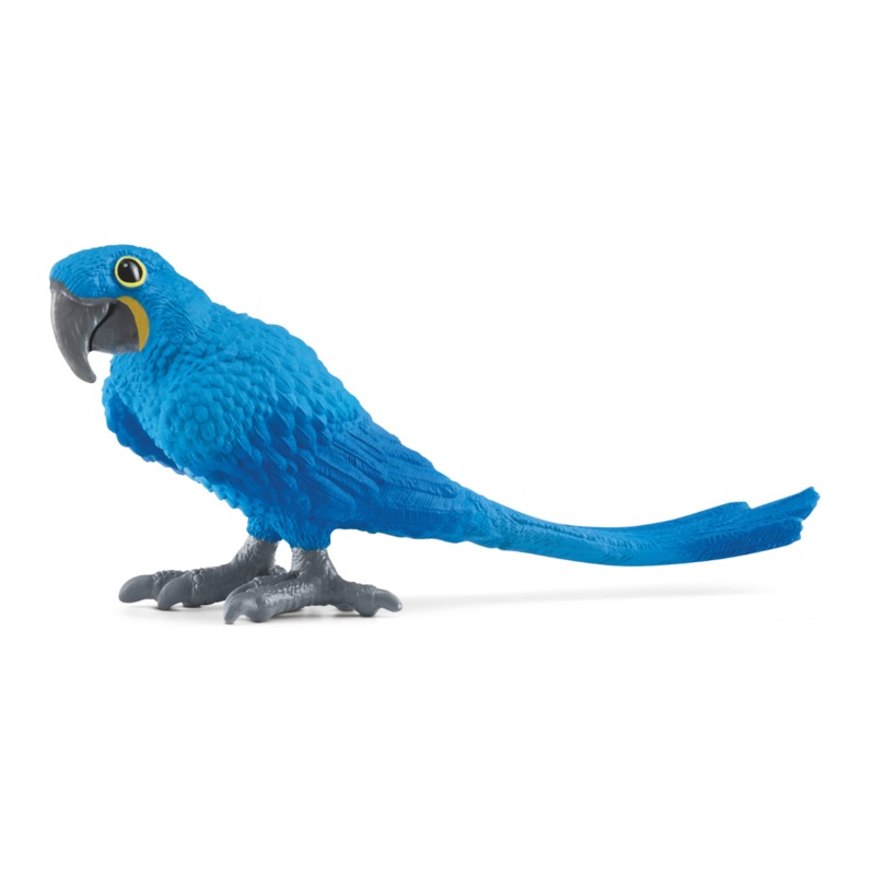 Hyacinth Macaw (bundle)
