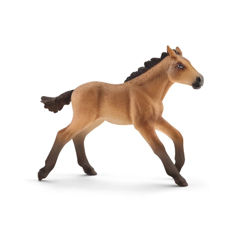 Mustang foal (bundle)