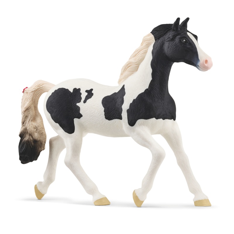 Paint horse mare