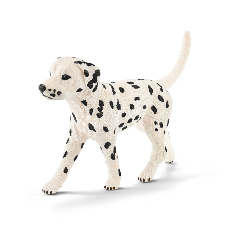 Dalmatian male (bundle)