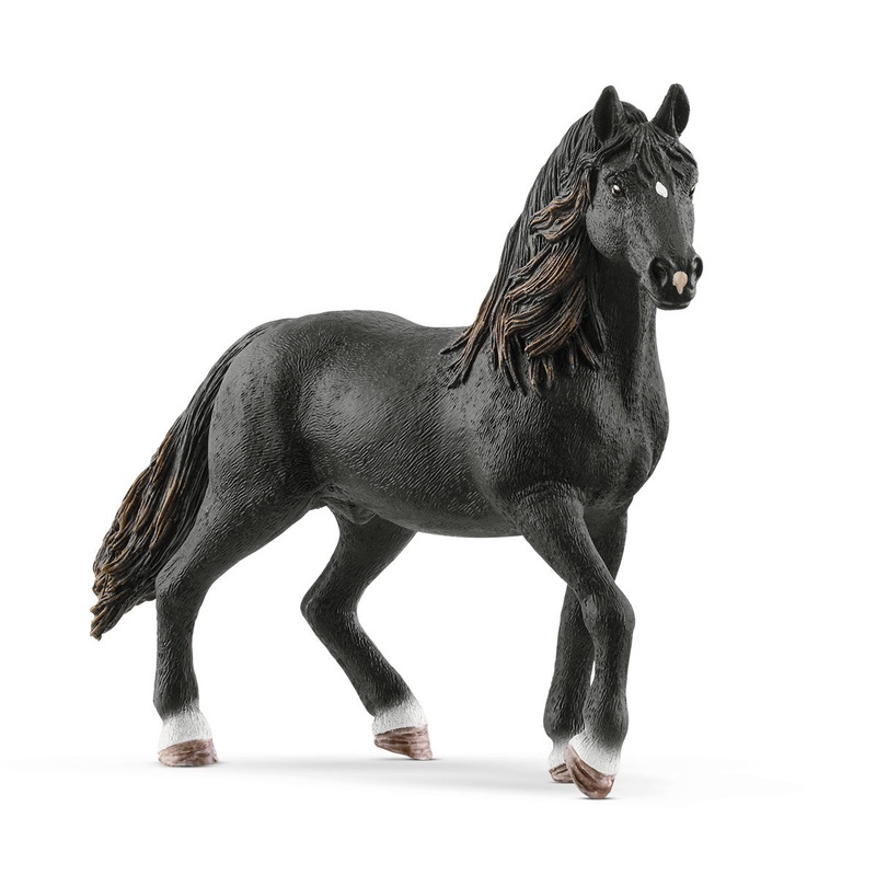 Andalusier Stallion