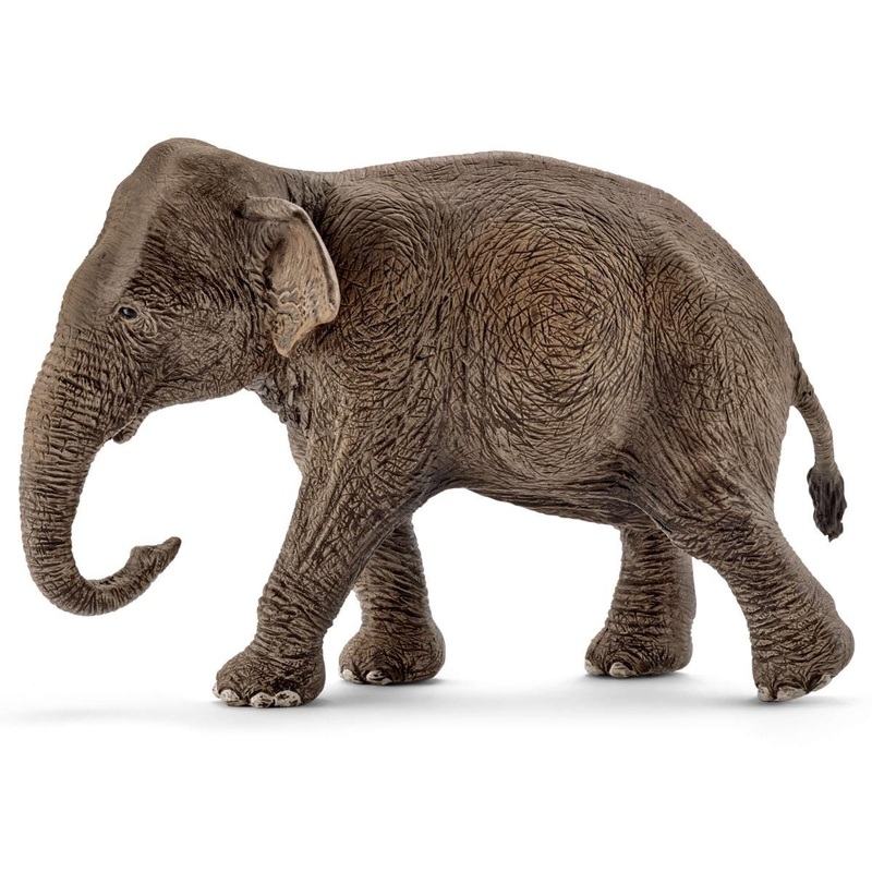 Asian elephant, female (bundle)