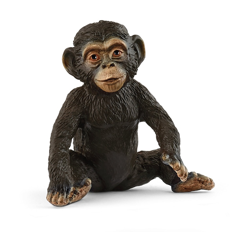 Baby Chimpanzee