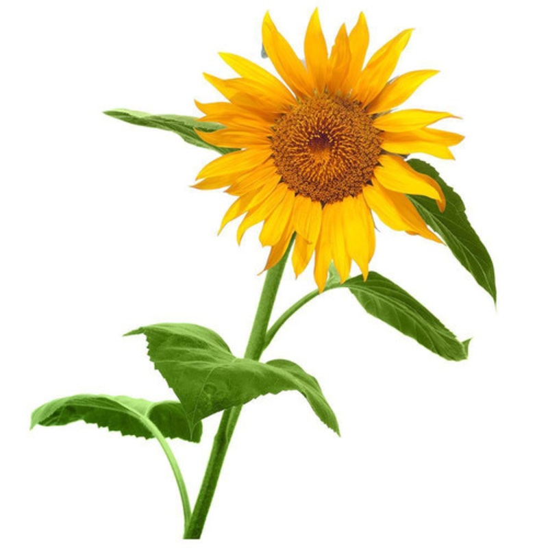 "Mrs Green - Giant Sunflower"