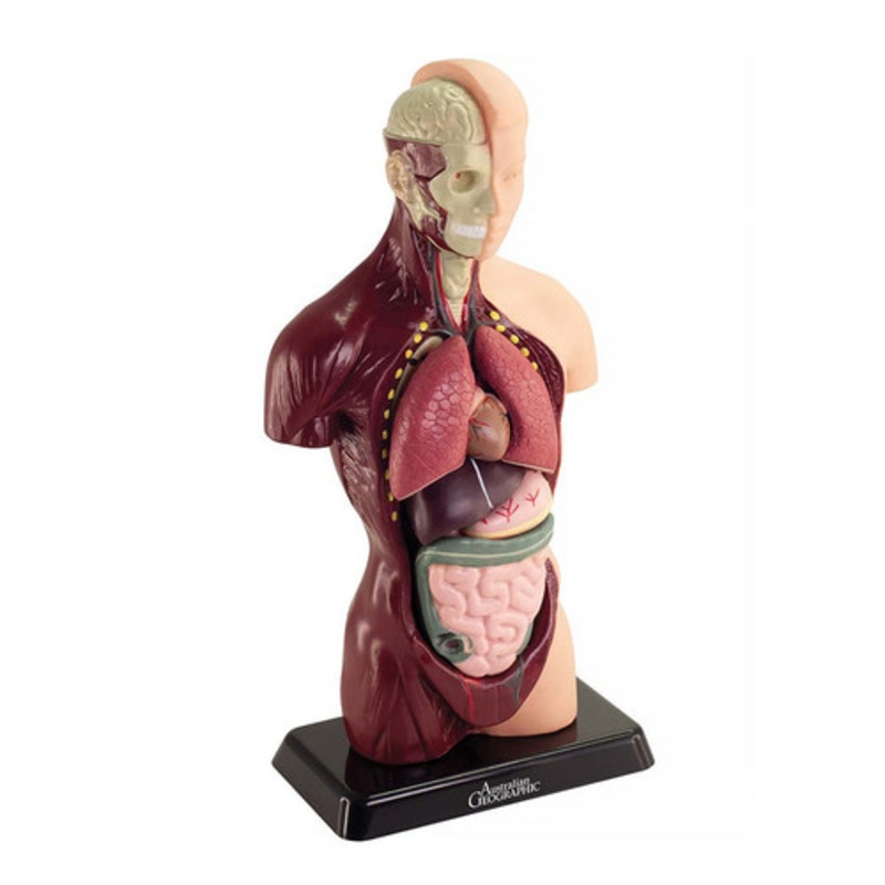 "Australian Geographic - Human Anatomy Model 27cm"